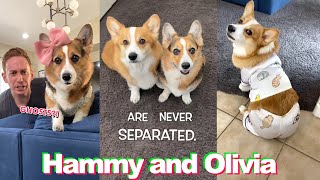 *1 HOUR* Funny Hammy and Olivia TikTok Compilation - Best Hammy & Olivia Corgi TikToks of 2022