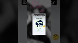 මෙතනින් ඔයා සත්තු කීයක් වගේ දැක්කද..? 😱💔 comment එකක් කරන්න 😊❤️ @sasini_doni