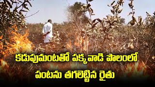 A Farmers Worst Behavior | Burnt Neighbor Farmer's Guava Plantation | Palnadu | Samayam Telugu