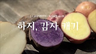 [시골살이 N년차]ep.06 하지, 감자캐기