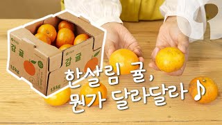 [믿먹한살림] 유기농 귤🍊ㅣ거친 껍질 속 새콤달콤 반전 매력 👀