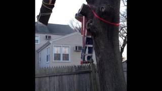 Cutting off a large tree limb with chainsaw