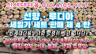 🌸신세대다육 010.4105.9117🌸 선향ㆍ루디아 세일가 세트 판매 제 4 탄 1번~10번까지 주문은 문자로 주시면 감사드리겠습니다^^🥰🥰