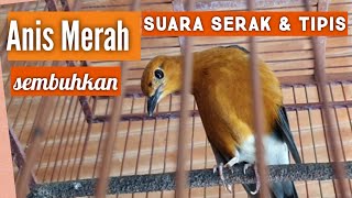 ANIS MERAH Serak,suara hilang. ANIS MERAH SAKIT JANGAN DI PEGANG.