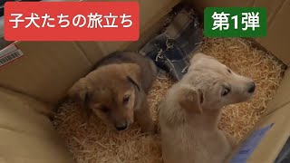 子犬たちが里親さんのもとへ【第1弾】