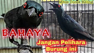 Awas❗Ini MITOS BURUNG CUCAK KELING yang Seram