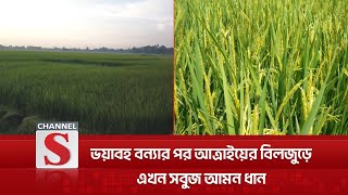 ভয়াবহ বন্যার পর আত্রাইয়ের বিলজুড়ে এখন সবুজ আমন ধান | Channel S News