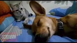 Dog Sleep Farting Makes Cat Angry