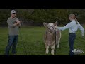 showmanship the right way to hold a halter