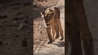 #gir #nature #wildlife  | #Gujarat #Tourism #canon #Lion #forest #wildlife