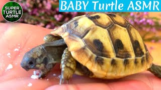 Baby Turtle Eating ASMR Animals (Tortoise) #shorts