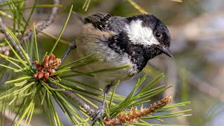 Coal Tit Calls \u0026 Song: A Tiny Bird with a Big Voice