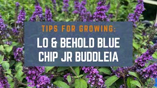 How to Grow Lo \u0026 Behold Blue Chip Jr. Buddleia (Butterfly Bush)