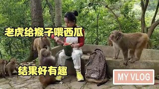 老虎给猴子喂西瓜，结果又抢勺子又抢西瓜的，太有趣了｜The tiger feeds the monkeys, but grabs a spoon to grab a watermelon