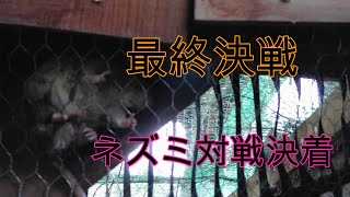 【ネズミ対策】最終決戦　小屋にネズミを放して出口を探ろう　放し飼い養鶏場の戦い　free range poultry. Mouse capture.