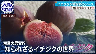 禁断の果実!?  「完熟」にこだわる兵庫・川西産  知られざるイチジクの世界