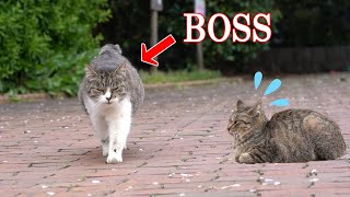 ボス猫に道を譲る猫 Give way to BOSS Cat