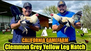 Clemmon Grey Yellow Leg Hatch ~ CALIFORNIA GAMEFARM