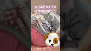 ぬくぬく。 #shorts #short #マルプー #犬 #dog #日常 #japan #animals #おはようございます