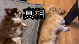 【激白】まゆ‼ふくを飼った本当の理由を明かす４月１４日