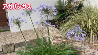 7月 ☔️アガパンサス Agapanthus #500  庭の花木と家庭菜園 🇯🇵 2023/7/3