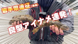 岩手県遠征！後編！遂に本領発揮！良型アイナメを狙う！