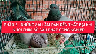 PHẦN 2 - NHỮNG SAI LẦM DẪN ĐẾN THẤT BẠI KHI NUÔI CHIM BỒ CÂU PHÁP CÔNG NGHIỆP