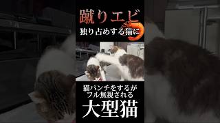 先輩猫にエビを独り占めにされ、盛大にだだをこねる大型猫#short