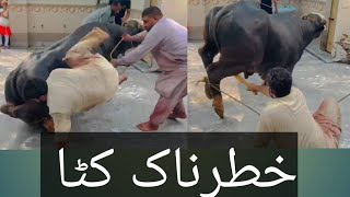 Dangerous Cow qurbani 2023 #Dangerous #eiduladha #Faisalabad #Mandi #Lahore #Karachi #Multan #vlog