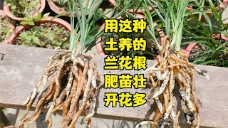 种植兰花用什么土？这种土最少有四大好处，关键是要懂得处理