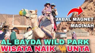 Daya Tarik JABAL MAGNET | Wisata Naik 🐫 Unta di AL BAYDA Wild Park Madinah