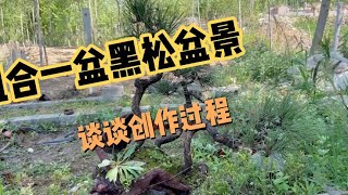 LIVE-应条友要求组合一盆黑松盆景，临时起意开始创作，今天分享一下