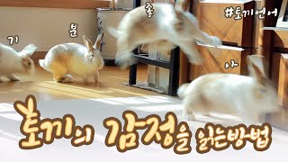 🐰 초보 토끼 키우기 🐰 토끼의 감정을 읽는 방법! 꽃돌이의 희로애락(喜怒哀樂)을 알아보자! 토끼의 기쁨, 슬픔, 분노, 즐거움에 대해서!