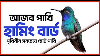 হামিংবার্ড বিশ্বের সবচেয়ে ছোট্ট পাখি  | Hummingbird | Vugal Bangla