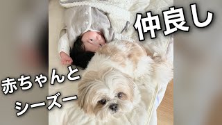 【シーズー犬/はに丸】愛犬と赤ちゃんが2ヶ月暮らすとこうなるwww #shorts