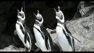 Magellanic Penguin trio.マゼランペンギンの三重唱。