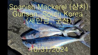 Spanish Mackerel Fishing in Gunsan, South Korea 10/31/24