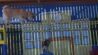 柴犬の綱渡り【しろとり動物園】