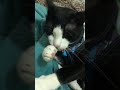 Cat cleaning itself || cat grooming || tuxedo cat