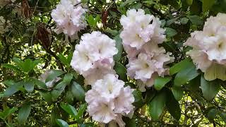 ดอก rhododendron หรือกุหลาบพันปีครับ.