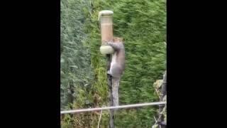 #英國 #松鼠偷食雀粟 #差啲失手跌咗落嚟 #UK #Squirrel #Sneaking #Birdmillet #FallingDown