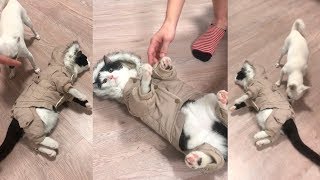 Кот сломался - Cat Fails