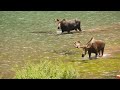 moose at maroon lake in aspen