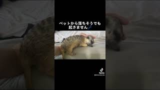 うちに来て2年目。미어캣(meerkat)#shorts