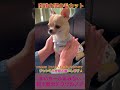 肉球の間の毛をセルフカット『チワワのノア』 shorts chihuahua 超小型犬