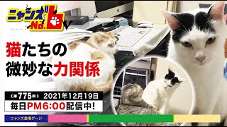 《第775回》猫たちの微妙な力関係。苦手な猫とプッシュしたくなる猫、気の強い猫たちの力関係は。