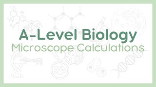 MICROSCOPE CALCULATIONS : How to ACE calculations for A*s! | A-Level Biology (AQA, OCR, Edexcel)