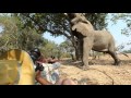 Mana Pools Safari 2015 - Wild Eye