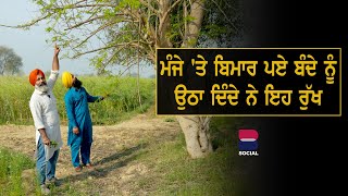 ਮੰਜੇ 'ਤੇ ਬਿਮਾਰ ਪਏ ਬੰਦੇ ਨੂੰ ਉਠਾ ਦਿੰਦੇ ਨੇ ਇਹ ਰੁੱਖ l Navroop Singh l Sarbjeet Singh Sidhu l B Social