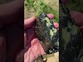 glowing green pure antigorite serpentine on serpentinite. nature gems minerals treasure mining